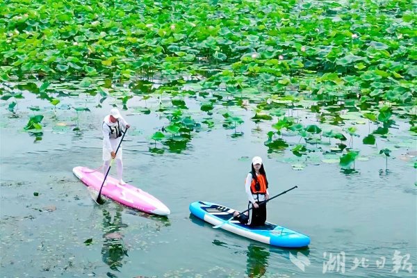 优配网 躺平赏荷！在月湖，全国冠军带你划进藕花深处