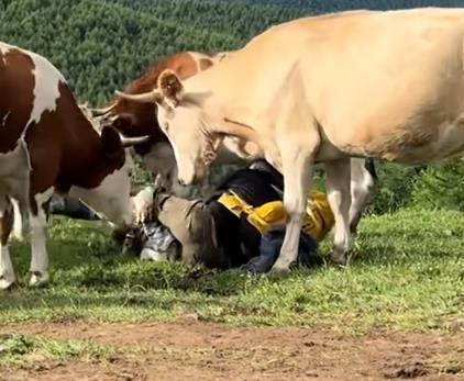 维度配资 游客五台山给牛喂牛肉戳屁股遭牛群反击踩踏，多名游客称此前未挑衅也曾遭牛顶